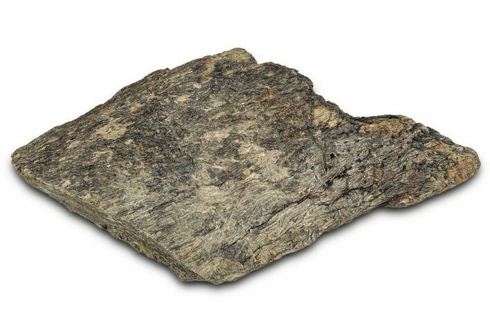 Dinosaur (Triceratops) Frill Shield Section - Montana #338937